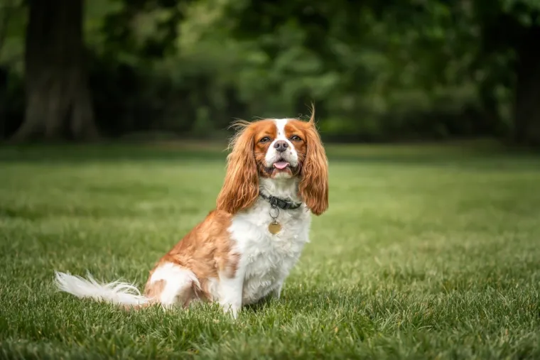 Cavalier King Charles španijel