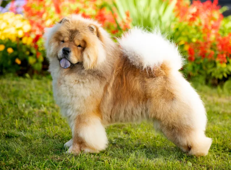 4. Chow Chow: Chow Chow je pasmina koja potječe iz Kine i poznata je po svom posebnom izgledu s plavim jezikom. Ova pasmina bila je korištena za lov pa čak i za vuču sanjki.