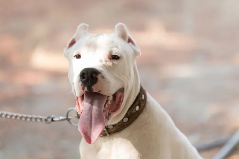 12. Dogo Argentino: Ovaj pas, poznat po svojoj zaštitničkoj prirodi, može koštati između 1141 i 2378 eura.