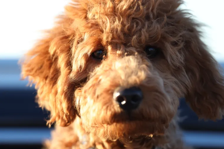 13. Double Doodle: Ova hibridna pasmina, koja je križanac Labradoodlea i Goldendoodlea, košta oko 1800 eura.