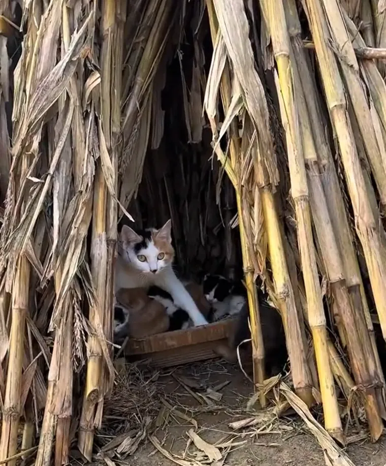 Nježno ga je mazila i grlila svojim šapama te obasipavala poljupcima punim majčinske ljubavi, dok joj je on uzvraćao.