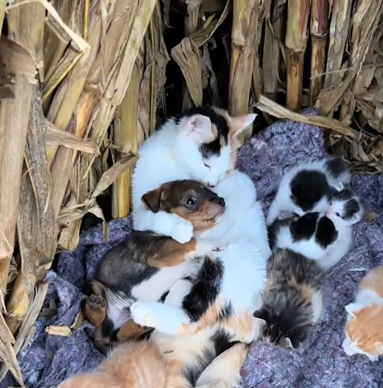 "Preslatko. Rastopio sam se", istaknuo je &scaron;esti korisnik.