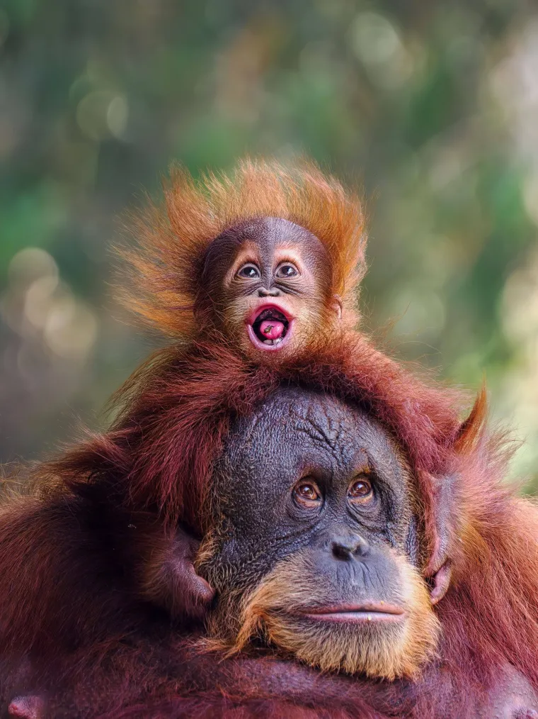 Od zabavnih grimasa koje odražavaju njihovu radoznalost i razigranost, do mirnih, gotovo filozofskih trenutaka u kojima orangutani s tišinom i spokojem promatraju svijet oko sebe.