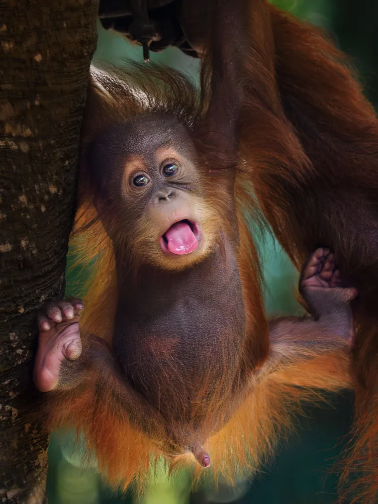 Na fotografijama iz Jave, gdje žive ove ugrožene vrste, orangutani pokazuju širok raspon izraza – od nevine znatiželje do smirenog opuštanja u džungli.