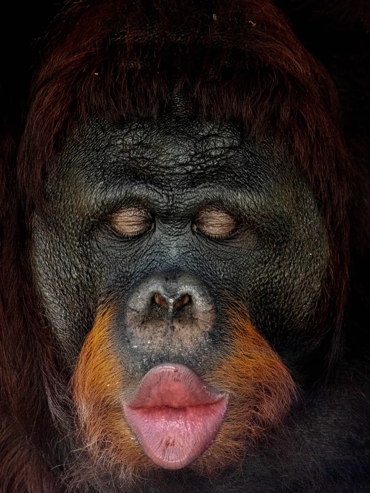 Već na prvi pogled se orangutan razlikuje od svih drugih drugih čovjekolikih majmuna cvenkasto smeđom bojom svog krzna i vrlo dugim rukama. 