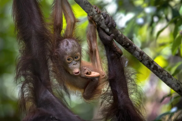 Pošto su orangutani genetički vrlo slični ljudima, mogu oboljeti od gotovo svih bolesti kao i ljudi. Mogu dobiti čak i malariju. Od TBCa ugibaju u roku od nekoliko mjeseci, ali puno češće pate od snažnog bronhitisa ili kroničnog proljeva koji ih jako oslabe. 