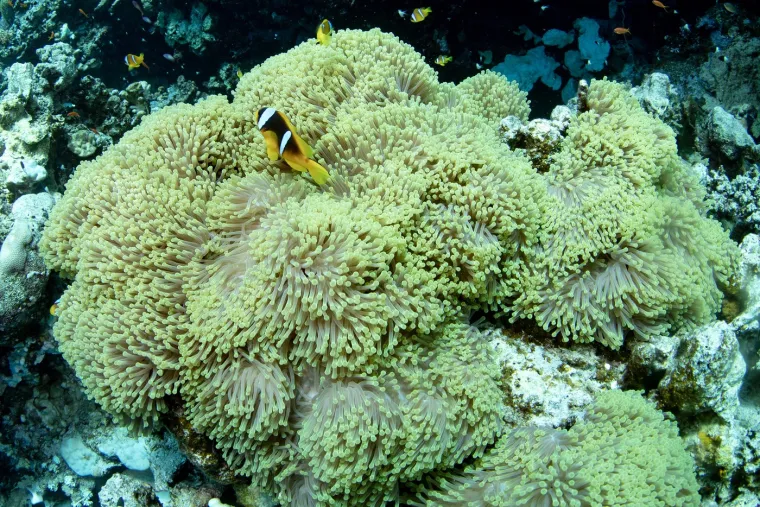 More koje nije poput svih drugih. Provjerite za&scaron;to je toliko posebno