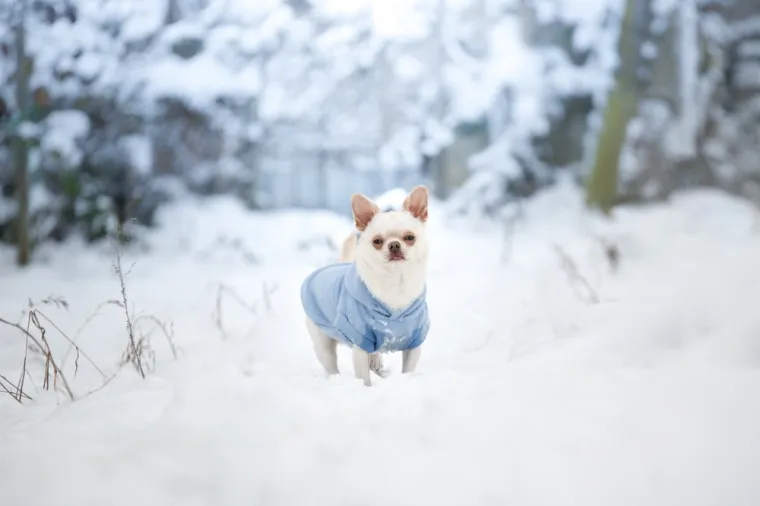1. Chihuahua: Chihuahua je jedan od najsitnijih pasa na svijetu, s vrlo malom tjelesnom masom. Zbog male veličine i tanke dlake, ova pasmina brzo gubi tjelesnu temperaturu, što je čini vrlo osjetljivom na hladnoću.