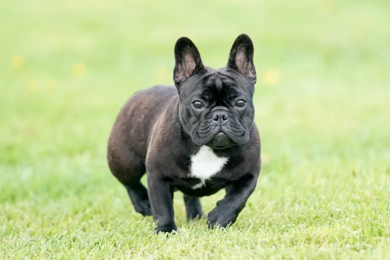 Francuski buldog
