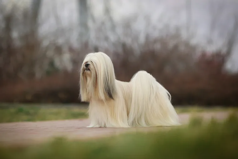 19. Lhasa Apso: Lhasa Apso zahtijeva redovitu njegu očiju kako bi održao optimalno zdravlje. Skloni su suzenju očiju, što se mora redovito čistiti izotoničnom otopinom. Ova pasmina također je sklona obliku nasljedne bolesti bubrega.