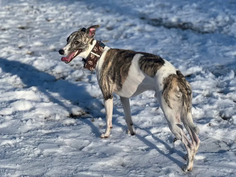 Whippet