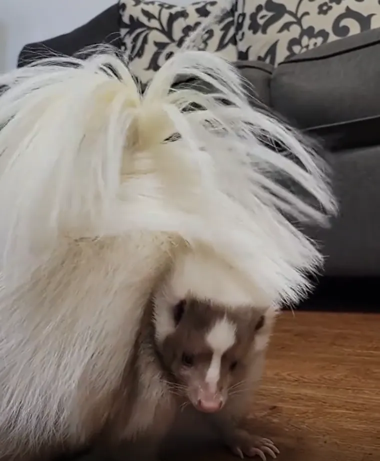 S više od pet milijuna pregleda na objavljenim videima, ovaj profil postao je mjesto za sve koji traže dozu svakodnevnog smijeha i topline. 