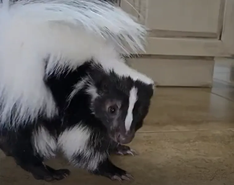 Ove životinje su uglavnom noćne i sumračne, aktivne od sumraka do zore. Nastanjuju raznovrsna stani&scaron;ta, od &scaron;umovitih područja do travnjaka i poljoprivrednih povr&scaron;ina.