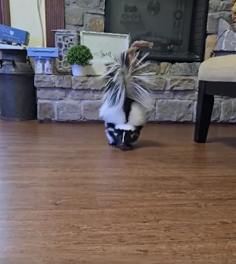 On je svejed s raznolikim jelovnikom koji se prilagođava godi&scaron;njim dobima, pa tako u proljeće i ljeto uglavnom jede insekte poput skakavaca, kornja&scaron;a i gusjenica, dok se u jesen i zimu hrani malim sisavcima, ptičjim jajima, voćem i bobicama, uz dodatak beskralježnjaka i biljnog materijala tijekom cijele godine.