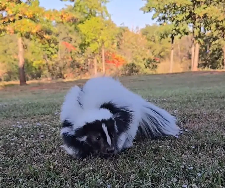 Mladunci su pri rođenju slijepi i bez krzna, ali već imaju vidljiv uzorak pruga na koži. Oči im se otvaraju nakon tri tjedna, a odbijaju se od majčinog mlijeka s oko dva mjeseca starosti.
