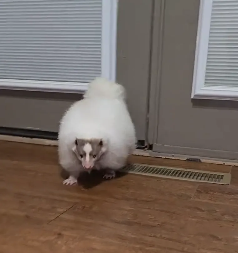 Unatoč tome &scaron;to ih mnogi ljudi smatraju &scaron;tetočinama, oni igraju važnu ulogu u kontroli populacija insekata i glodavaca.