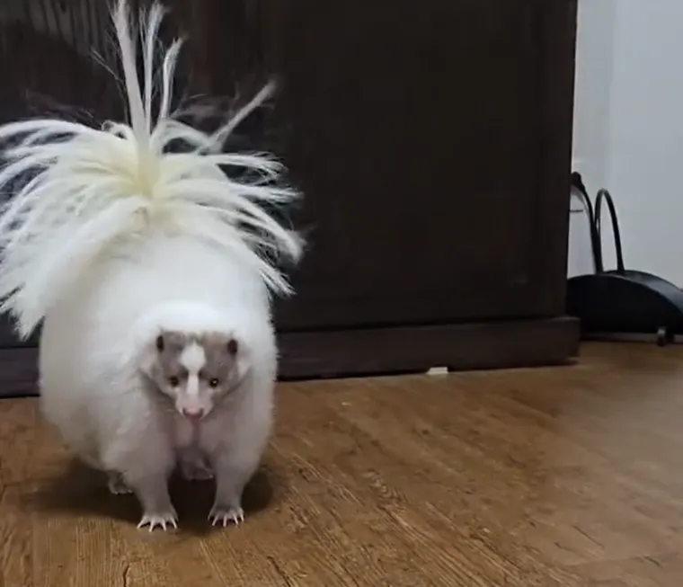 Također su važan dio prehrambenog lanca kao plijen za veće grabežljivce, posebno za velike rogate sove koje su među rijetkim predatorima imunim na njihov obrambeni sprej.