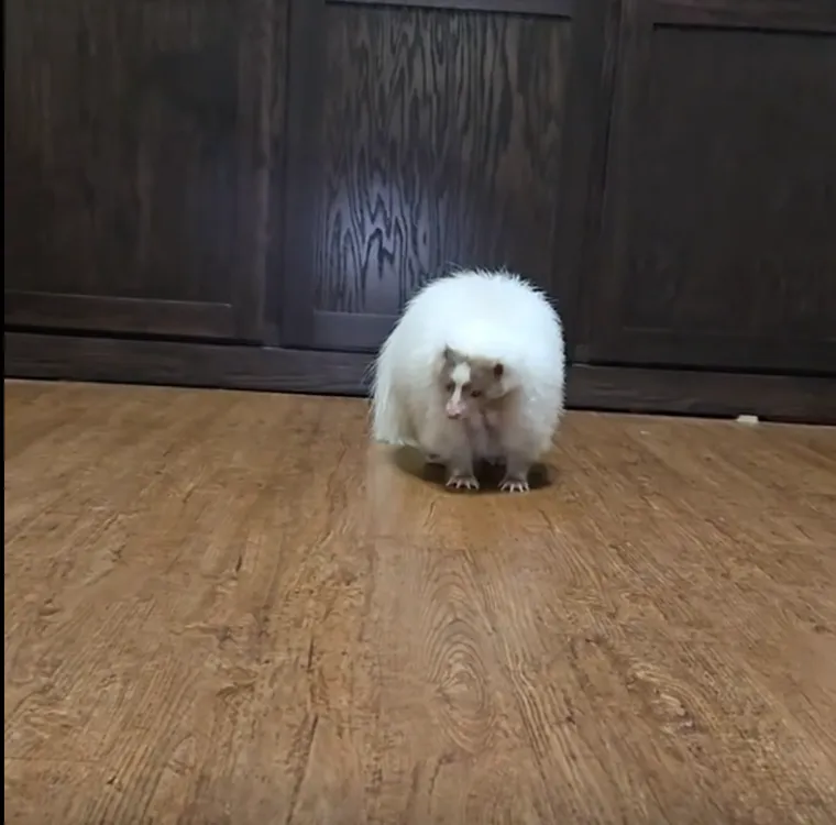 Izvrstan su primjer kako je priroda evolucijom stvorila jedinstvene obrambene mehanizme koji omogućuju preživljavanje vrsta.