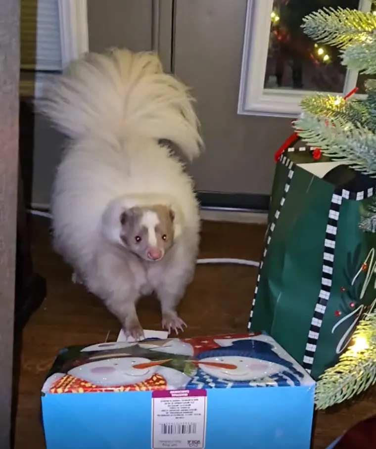 Iako možda nije najomiljeniji stanovnik sjeveroameričkih prostranstava, njegova uloga u ekosustavu je nezamjenjiva, a njegova sposobnost prilagodbe različitim stani&scaron;tima osigurava mu siguran opstanak u budućnosti.