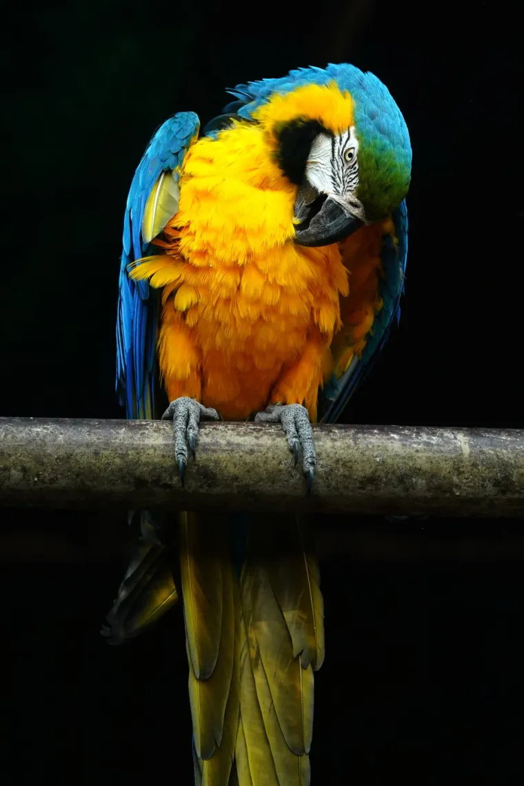 Mogu biti izvrsni kućni ljubimci, ali zahtijevaju posebnu pažnju i brigu. Potencijalni vlasnici trebaju biti svjesni da im je potreban  veliki prostor za život, da zahtijevaju svakodnevnu interakciju i mentalne stimulacije, da mogu biti vrlo glasne te da žive izuzetno dugo, često nadživljavajući svoje vlasnike.