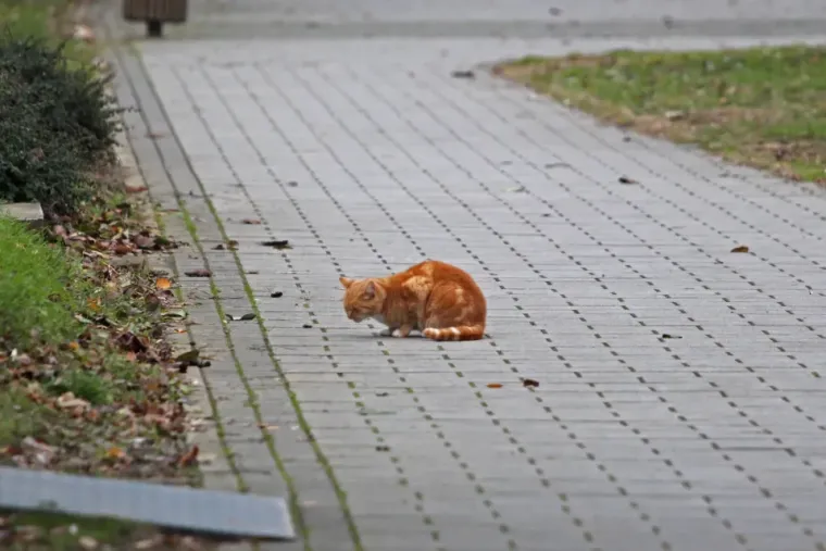 Šetnja uz Muru nekima je kao boravak u frižideru, a drugi su sretni jer su upoznali djedicu - na biciklu!
