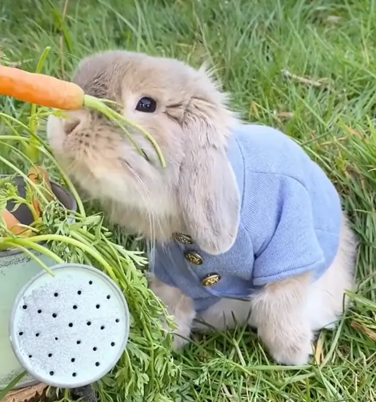 Holland Lop poznat je kao izuzetno prijateljska pasmina, što ga čini idealnim ljubimcem za obitelji i pojedince svih dobnih skupina. Stoga, ovi simpatični kunići brzo osvajaju srca svojim nježnim temperamentom, razigranošću i sklonošću druženju s ljudima.