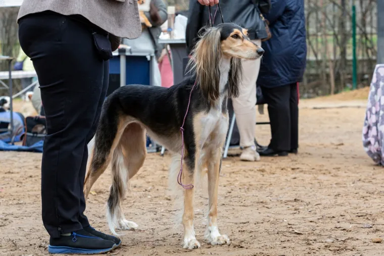 1. Saluki: Saluki je pasmina koja potječe iz Egipta prije više od 4000 godina. Smatra se jednim od najstarijih lovačkih pasa, poznat po svojoj izuzetnoj brzini i gracioznosti.