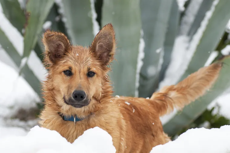 8. Baskijski ovčar: Baskijski ovčari su jedna od najstarijih europskih pasmina, a razvili su se u &Scaron;panjolskoj. Često se pojavljuju u pričama iz srednjeg vijeka, kao i na slikama iz 16. stoljeća. Kori&scaron;teni su za čuvanje stada stoljećima, &scaron;to znači da su vrlo energični i inteligentni, i potrebno im je mnogo aktivnosti i mentalne stimulacije da bi bili sretni.