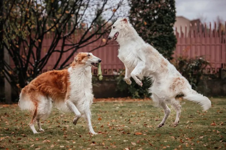 13. Ruski hrt (Borzoi): Borzoi je ruska pasmina hrtova koja je kori&scaron;tena za lov na vukove. Smatra se da su njihovi preci postojali jo&scaron; u 17. stoljeću, a poznat je po svojoj gracioznosti i brzini.