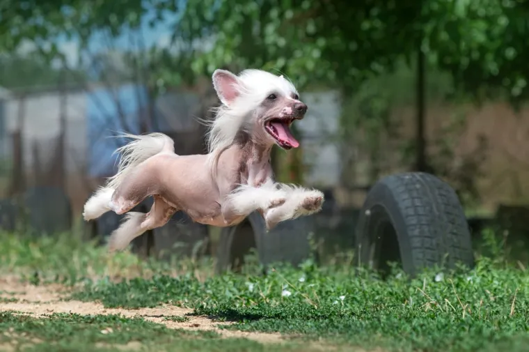 4. Mali psi su manje energični od velikih pasa: Iako je istina da neke veće pasmine mogu imati vi&scaron;e energije, razina energije psa zapravo je pod utjecajem različitih faktora, uključujući karakteristike pasmine, individualni temperament, genetiku, način života i opće zdravlje, a ne samo veličinu.