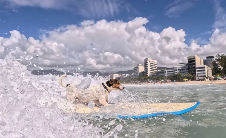 Poznat je po svojoj izuzetnoj inteligenciji i energičnoj prirodi. Ove karakteristike čine ga izvrsnim pratiteljem za aktivne vlasnike, ali mogu predstavljati izazov za one koji traže mirnijeg kućnog ljubimca.