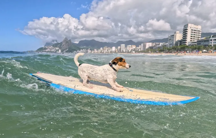 Rana socijalizacija i dosljedna obuka ključni su za razvoj uravnoteženog Jack Russell terijera. Zbog njihove inteligencije i samostalne prirode, potreban je strpljiv i odlučan pristup treningu. Pozitivne metode obuke pokazuju najbolje rezultate.
