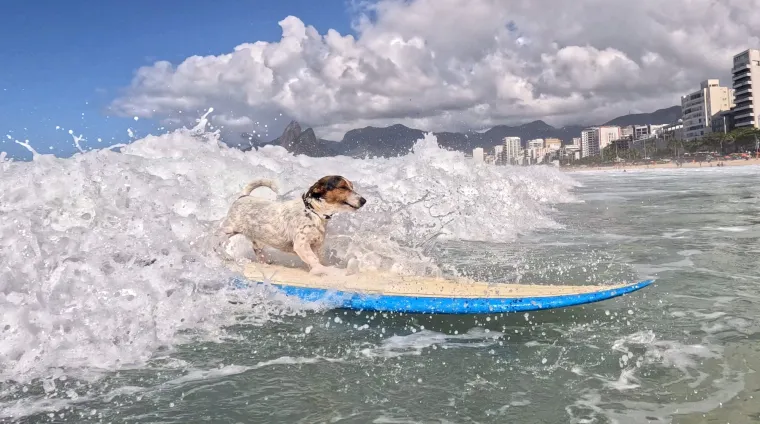 Idealan je izbor za aktivne vlasnike koji mogu zadovoljiti njihove potrebe za vježbom i mentalnom stimulacijom. Uz pravilnu brigu, obuku i socijalizaciju, ovi mali psi postaju nevjerojatno odani i zabavni članovi obitelji koji će svoje vlasnike odu&scaron;evljavati svojom jedinstvenom osobno&scaron;ću i neiscrpnom energijom.