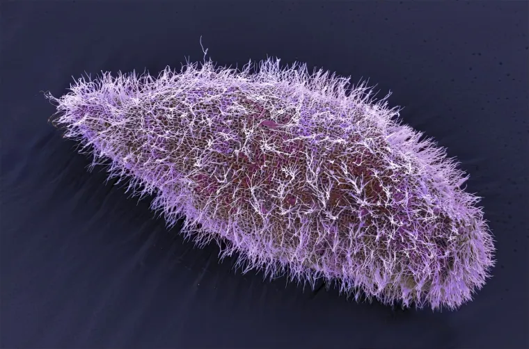 Paramecium protozoa (papučica)