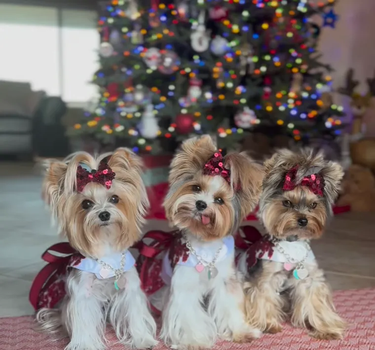 Fotografije Sammie, Maddie i Minnie, kako poziraju u božićnim vestama uz blještave ukrase ili uživaju u luksuznim igračkama, oduševljavaju njezine pratitelje i redovito skupljaju stotine komentara i lajkova.