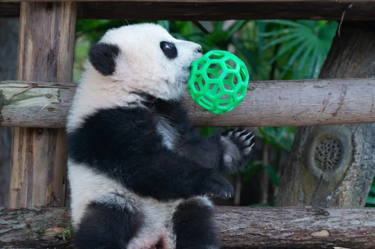 Beba panda se najviše voli zabavljati sa zelenom loptom.