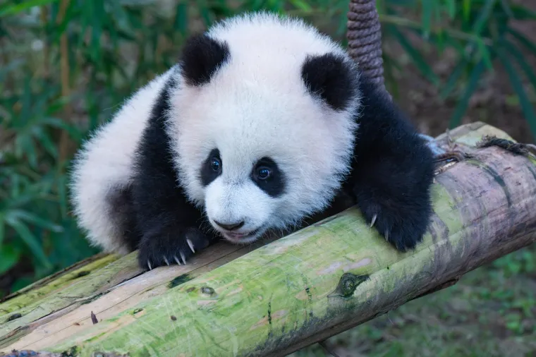 Beba panda obožava i svoju penjalicu.