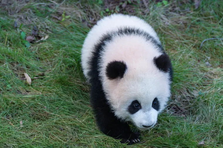 Preslatka panda dane provodi u igri.