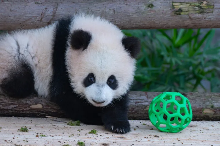 Najviše voli zelenu loptu: Ova preslatka beba panda rastopit će i najtvrđa srca