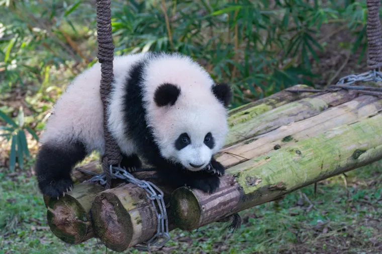 Najviše voli zelenu loptu: Ova preslatka beba panda rastopit će i najtvrđa srca