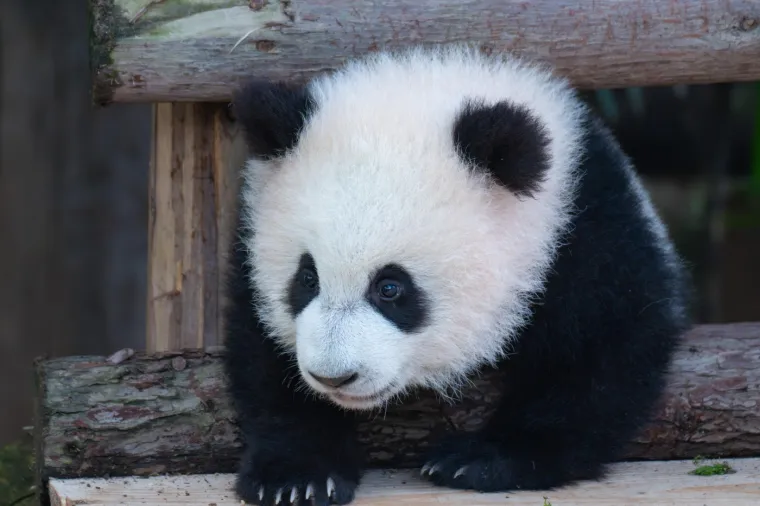 Najviše voli zelenu loptu: Ova preslatka beba panda rastopit će i najtvrđa srca