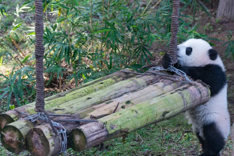 Najviše voli zelenu loptu: Ova preslatka beba panda rastopit će i najtvrđa srca