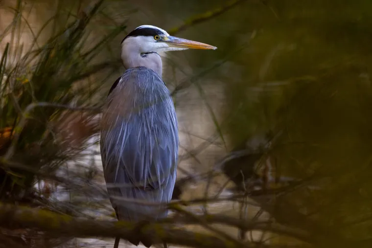 Boje jeseni na jezeru Savica. Jezera Savica nalaze se u rubnom dijelu Pescenice uz istočni dio Novog Zagreba, u prostoru od Radničke ceste do rijeke Save, a sjeverno od odlagali&scaron;ta Jaku&scaron;evac