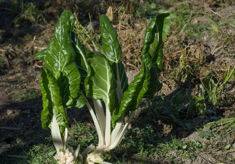 2. Kupusnjače: Svi znaju za prednosti jedenja kupusnjača. One su bogate vlaknima, vitaminima, mineralima, antioksidansima i enzimima koji štite DNK.