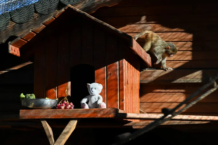 Njihovo krzno varira od smeđe do crne boje, a karakterizira ih zaobljena njuška s nosnicama na gornjoj površini.