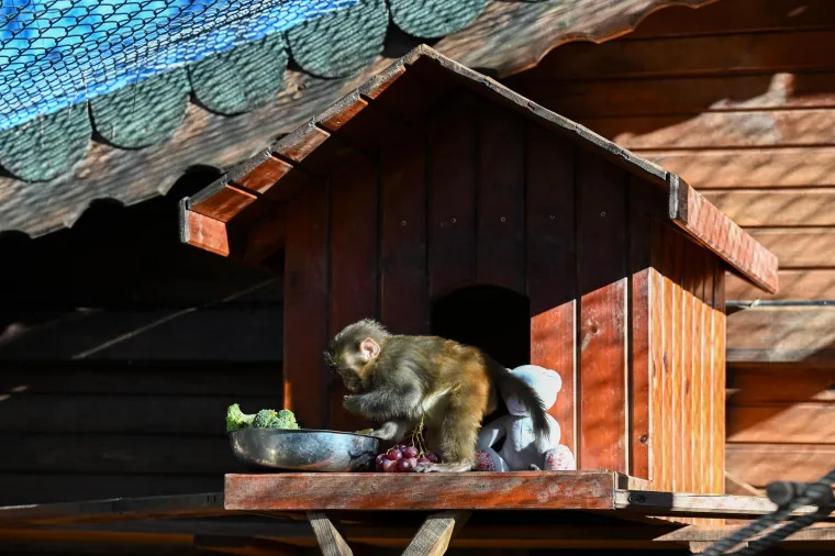 Ovi primati koriste složene sustave komunikacije koji uključuju vokalizaciju, izraze lica i govor tijela.
