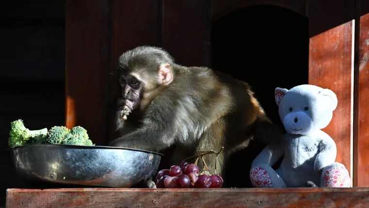 Hrane se: voćem i bobicama, li&scaron;ćem i korom drveća, cvijećem i pupoljcima, insektima i manjim životinjama, a neke vrste i &scaron;koljkama.
