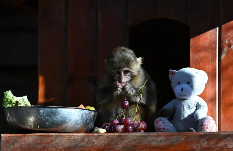 Njihova sposobnost prilagodbe različitim stani&scaron;tima je doista izvanredna i zaslužuje posebnu pažnju.