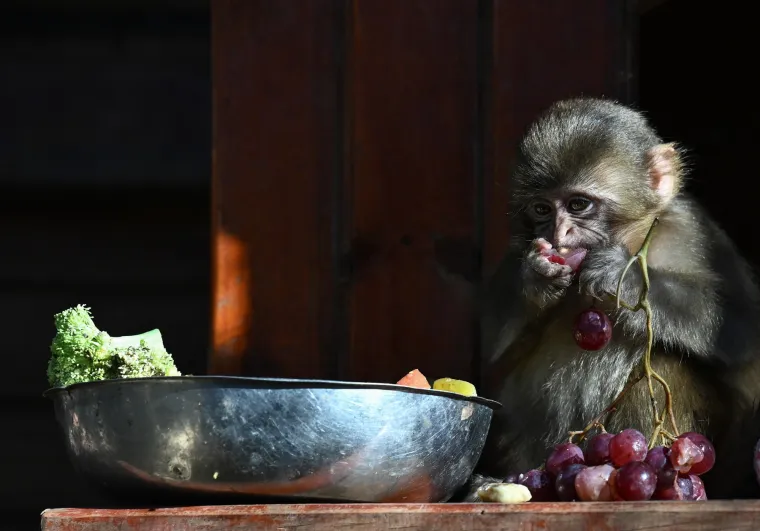 Pokazuju nevjerojatnu fleksibilnost u odabiru životnog prostora, &scaron;to im omogućuje opstanak u &scaron;irokom rasponu ekolo&scaron;kih uvjeta.