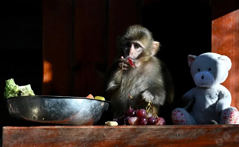 Ova prilagodljivost je jedan od ključnih faktora koji obja&scaron;njava njihovu &scaron;iroku rasprostranjenost i evolucijski uspjeh.